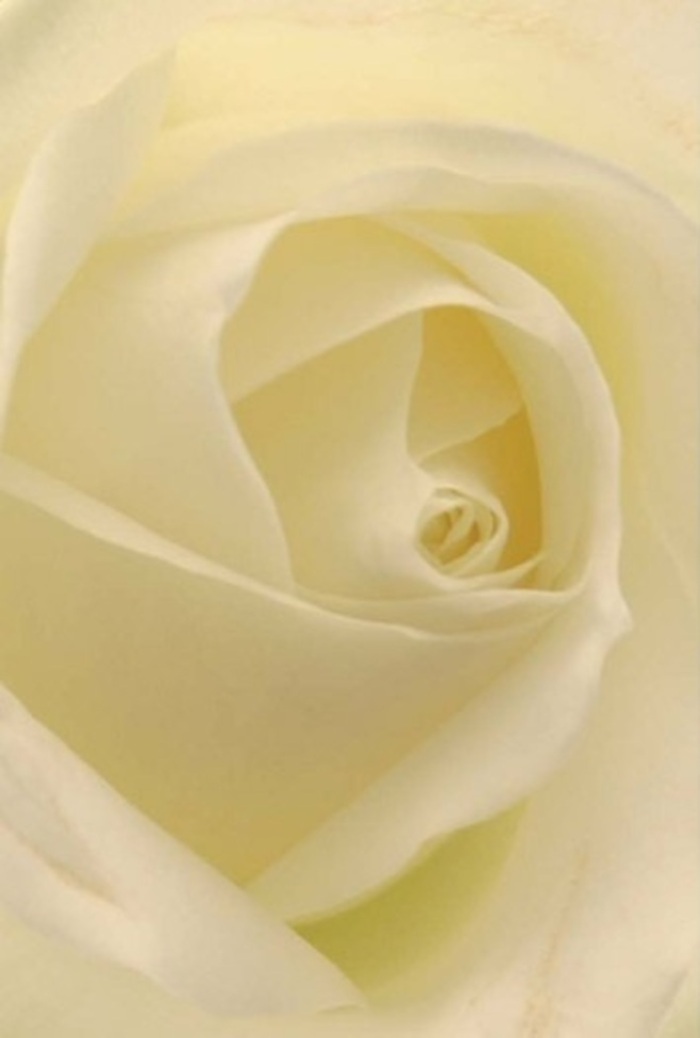 In this close-up, a classic white rose becomes a world of its own, every petal a smooth, sculpted layer of calm. The bloom fills the frame, so that you see almost nothing beyond its spiralled heart-just a continuous landscape of whites and creams that softly shift with the light. The outer petals are broad and gently cupped, their almost translucent edges glowing as though they're lit from within, while the inner petals wrap more tightly, forming a perfect, symmetrical centre that feels both pure and quietly resilient. Light falls softly across the flower, much like a hazy afternoon glow drifting through a café window on Upper Street, creating delicate highlights along the ridges and subtle, velvety shadows in the folds. The texture suggests the sensation of brushed silk or fine suede-cool, refined, and soothing to the touch. There are no distractions, no background clutter, only the tranquil geometry of the rose itself, making it easy to imagine it as the focal bloom in a wedding centrepiece for a ceremony near Highbury & Islington, or as the single statement flower in a condolence arrangement delivered with care to a home by Barnsbury. As a florist who works daily with such blooms, I recognise the precision and patience behind selecting a rose of this quality-the unblemished petals, the balanced spiral, the way it holds its shape while still implying softness. You can almost catch a hint of its fragrance: fresh, clean, and understated, like crisp linen in a peaceful room. This is a flower that carries many meanings-romantic sincerity, heartfelt apology, or the quiet dignity of remembrance-its beauty elevated by the thoughtful craftsmanship that brings it from farm to vase across Islington.